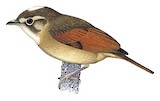 Russet-winged Spadebill Illustration