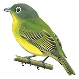 Grey-headed Piprites Illustration