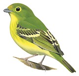 Wing-barred Piprites Illustration