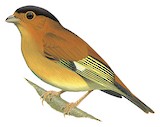 Black-capped Piprites Illustration