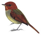 Rufous-headed Pygmy Tyrant Illustration