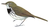 Southern Antpipit Illustration