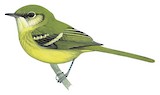 Panama Tyrannulet Illustration