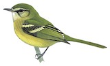 Mottle-cheeked Tyrannulet Illustration