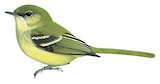 Olive-green Tyrannulet Illustration