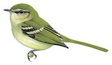 Bahia Tyrannulet Illustration