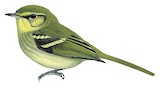 Restinga Tyrannulet Illustration