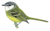 Ecuadorian Tyrannulet Illustration