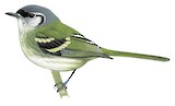 Black-fronted Tyrannulet Illustration