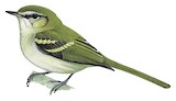 Alagoas Tyrannulet Illustration