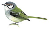 Rufous-browed Tyrannulet Illustration