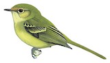 Minas Gerais Tyrannulet Illustration