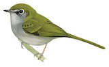 Serra do Mar Tyrannulet Illustration