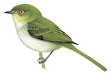 Bay-ringed Tyrannulet Illustration