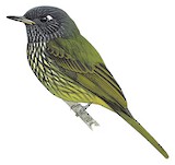 Streak-necked Flycatcher Illustration