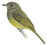 Olive-streaked Flycatcher Illustration