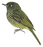 Olive-striped Flycatcher Illustration