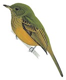 Ochre-bellied Flycatcher Illustration