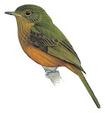 McConnell's Flycatcher Illustration