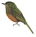 Sierra de Lema Flycatcher Illustration