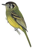 Sepia-capped Flycatcher Illustration