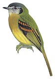 Inca Flycatcher Illustration