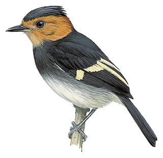 Tyrannidae - Tyrant Flycatchers - Birds of the World