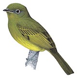 Eye-ringed Flatbill Illustration