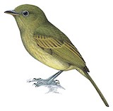 Eastern Olivaceous Flatbill Illustration