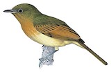 Fulvous-breasted Flatbill Illustration