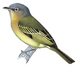 Orange-eyed Flatbill Illustration