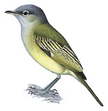 Yellow-winged Flatbill Illustration