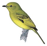 Olive-faced Flatbill Illustration