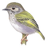 White-bellied Pygmy Tyrant Illustration