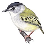 Black-capped Pygmy Tyrant Illustration