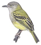 Northern Bentbill Illustration