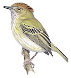 Scale-crested Pygmy Tyrant Illustration