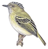 Double-banded Pygmy Tyrant Illustration