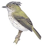 Long-crested Pygmy Tyrant Illustration