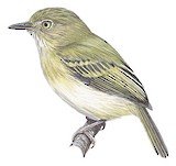 Snethlage's Tody-Tyrant Illustration