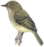 Acre Tody-Tyrant Illustration