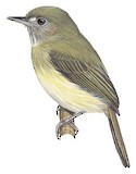 Boat-billed Tody-Tyrant Illustration