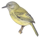 Johannes's Tody-Tyrant Illustration