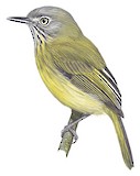 Stripe-necked Tody-Tyrant Illustration