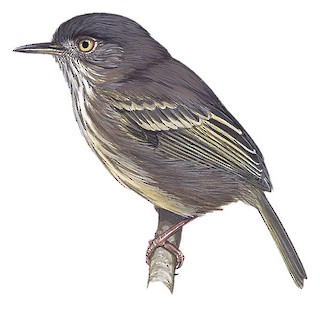 Hemitriccus margaritaceiventer breweri