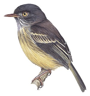 Hemitriccus margaritaceiventer duidae