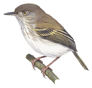 Hemitriccus margaritaceiventer impiger