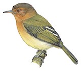 Cinnamon-breasted Tody-Tyrant Illustration