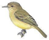 Kaempfer's Tody-Tyrant Illustration