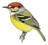 Rufous-crowned Tody-Flycatcher Illustration